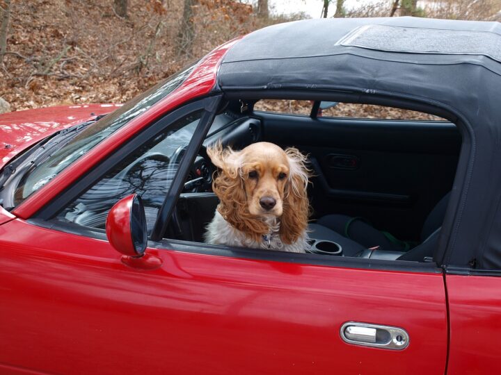Car windows